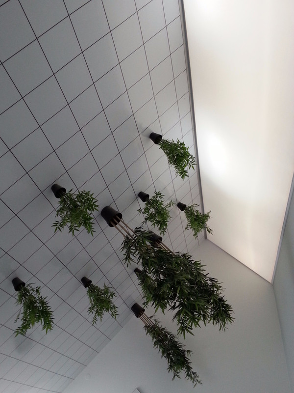 Plants on the ceiling