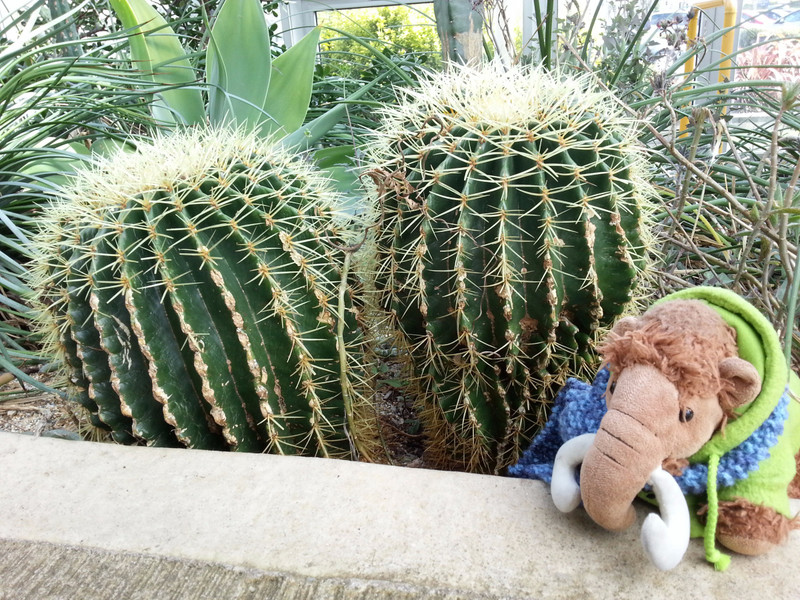 Woolly sized cacti 