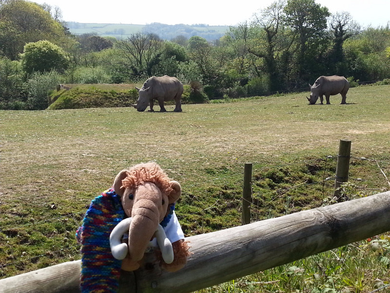 Checking out the Rhino's