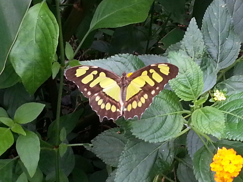 Beautiful butterflies ...huge as well