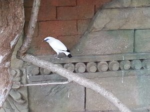 White Magpie