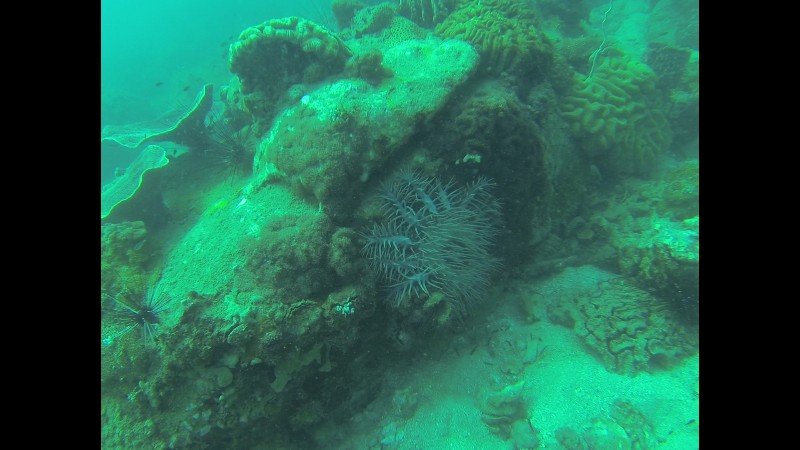 Crown of Thorns - das Teil zerstört Korallenriffe