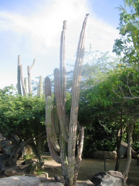 Tri-cera-cactus