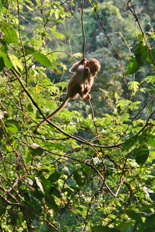 Monkeys outside our window at Kandalama