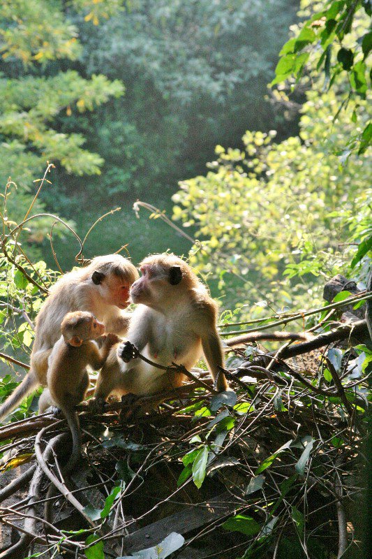 Monkeys outside our window at Kandalama