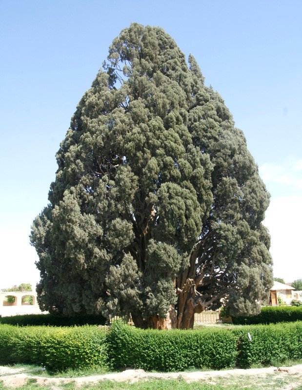 Second Oldest Tree In The World