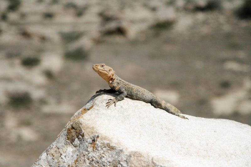 Qobustan petroglpyhs - a real lizard