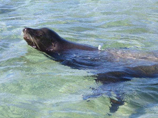 Einer der vielen Seehunde, die uns taeglich Hallo sagten..