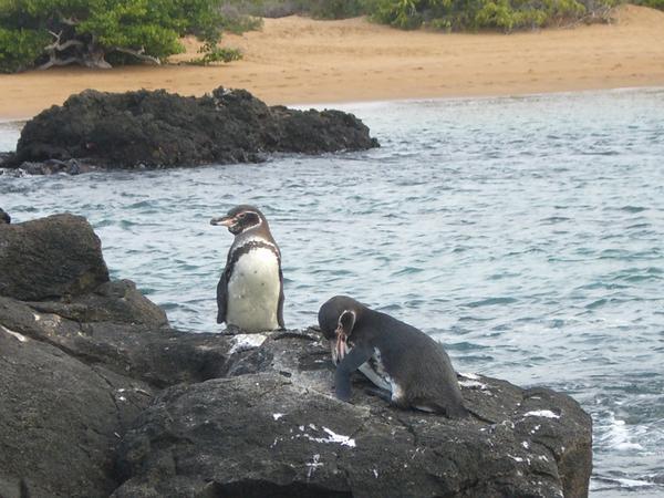 Zwei der 900 Pinguine auf Galapagos
