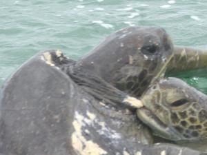 Zwei Schildkroeten, die sich moegen (Black Turtle Cove, Santa Cruz)