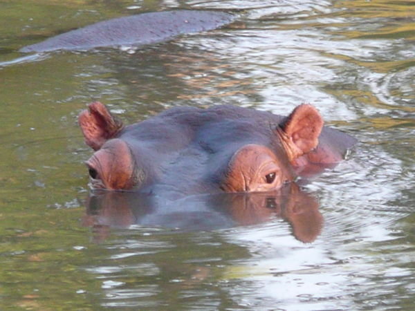 Hippo..
