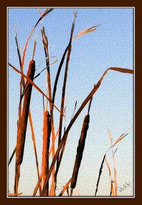 Cattails and River Grass