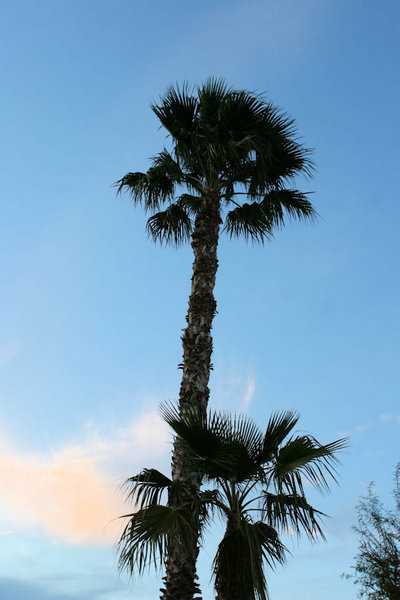 Al's Palm Tree