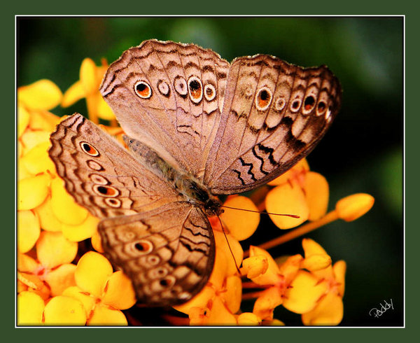 Butterfly05 TBG