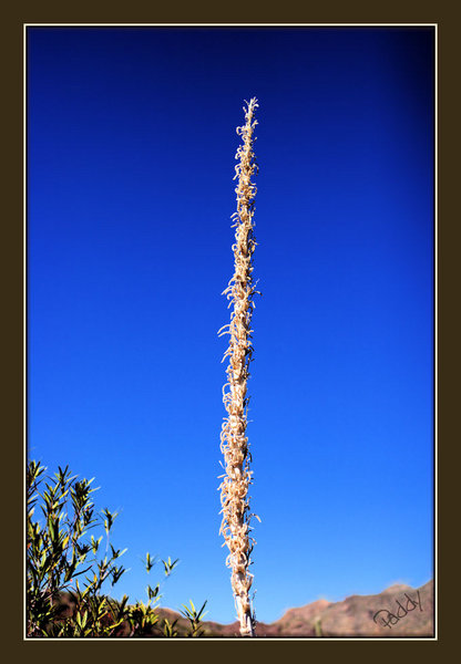 yucca stalk01