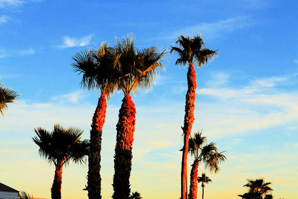 palms sky02