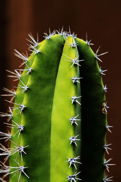 Backyard Cactus02