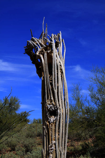 Superstition Mtn Saguaro Bones