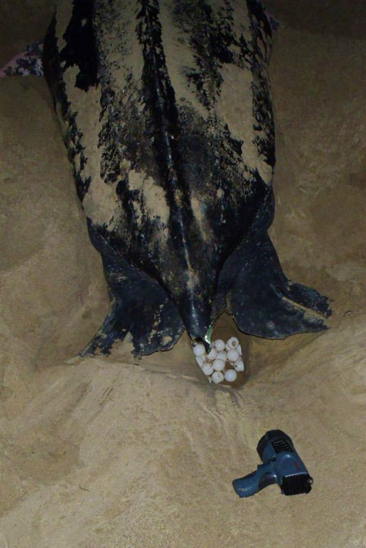 Leatherback Laying Eggs
