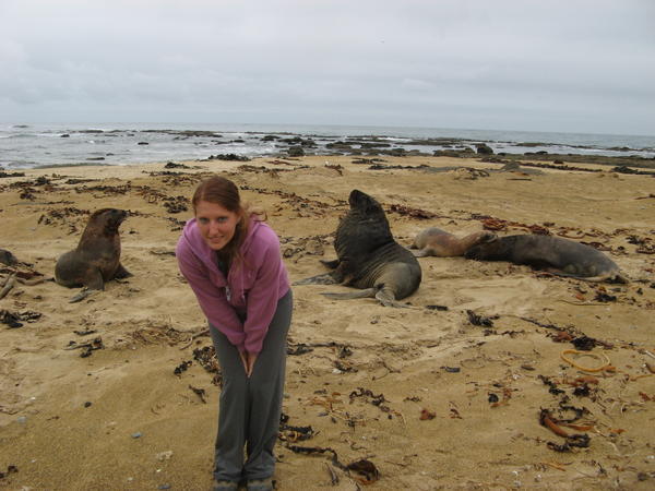 אריות ים עצומים בקייטלינס