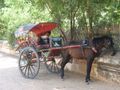 מי-מה הנהג וקנגו הסוס שלנו בבאגאן