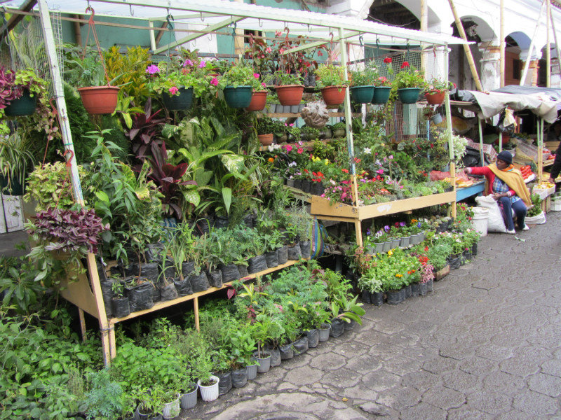 Fabulous Plants at the Market