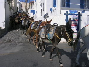 donkey crossing in fira