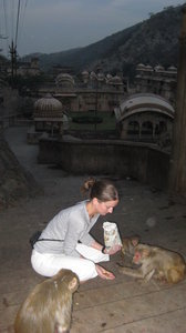 feeding monkeys outside Jaipur