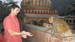 Monkey Temple, Jaipur