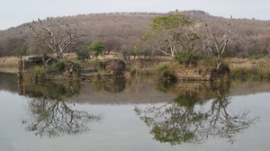 safari in Ranthambore