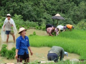 working hard harvesting rice