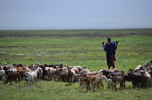 masai with herd