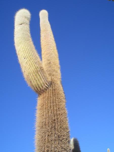 massive cactus at fish island