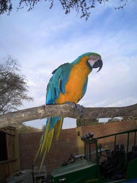 my parrot friend
