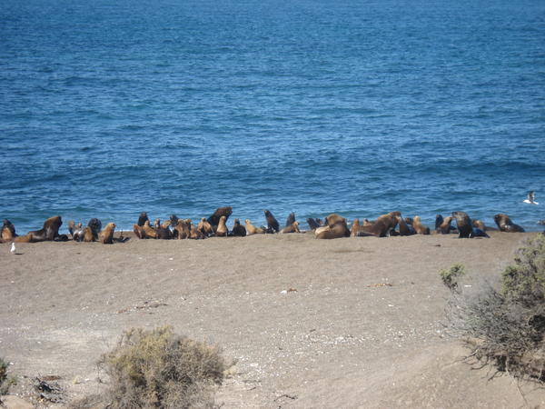 the sealions yay