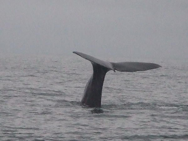 sperm whales tail