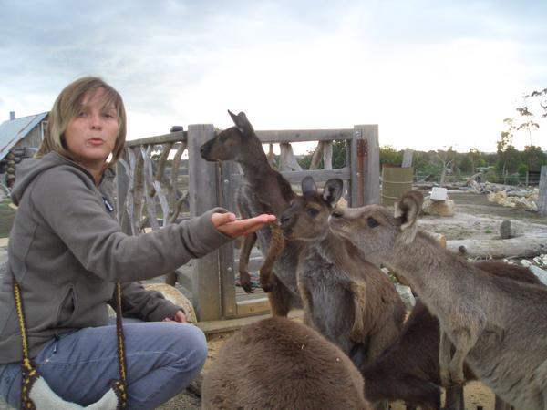 me feeding the kangaroos and pulling a face 