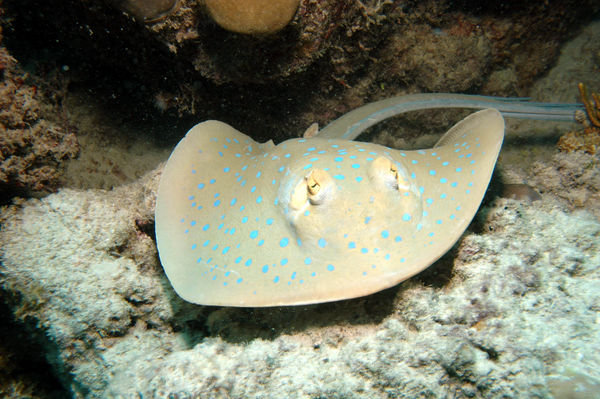 blue spotted lagoon ray