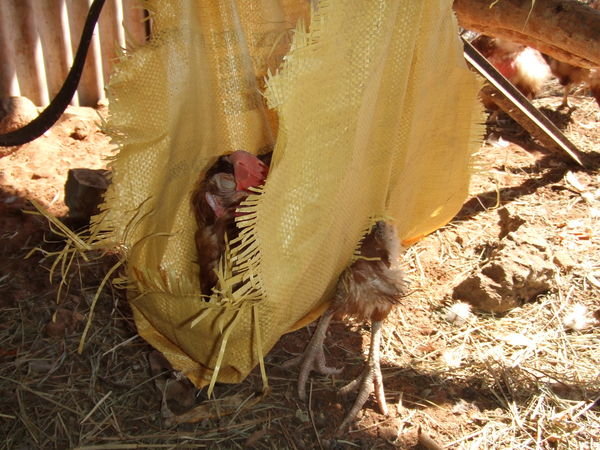 the chicken sling