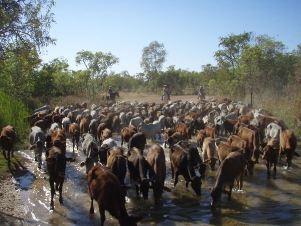 driving the cattle accross the dam