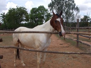 Rajistani Horse