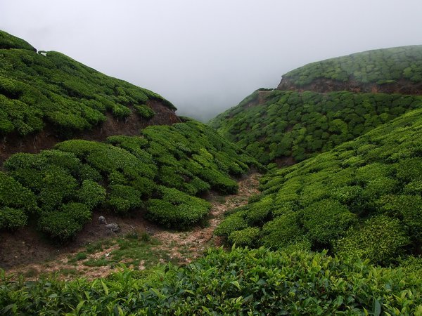 Up in the tea plantations