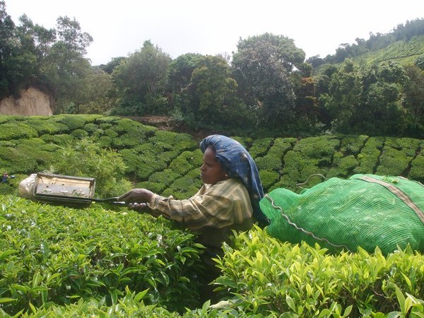 Locals harvesting the tea plants