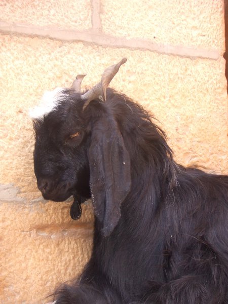 street goat