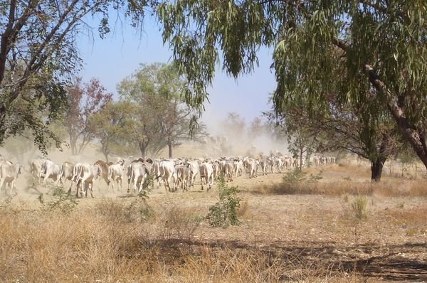 Mustering the cattle