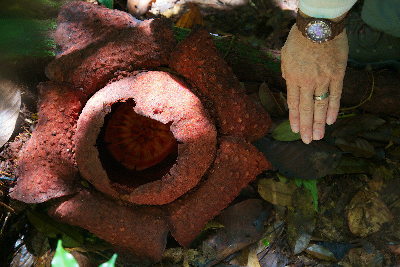 Rafflesia at Gunung Gading