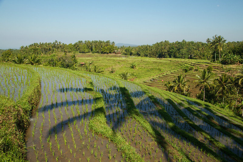 Rice fields in front of Bali Ecostay