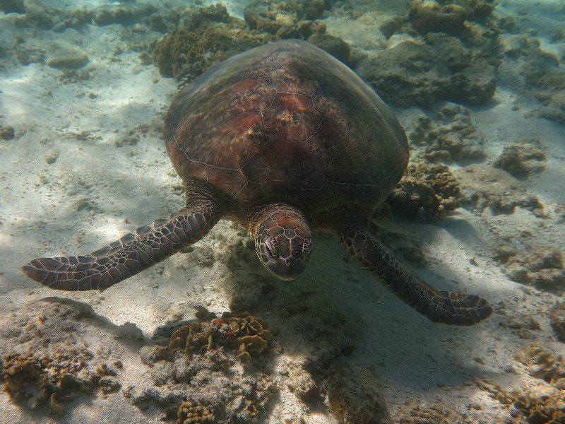 Hawksbill Turtle Lady Elliot Island