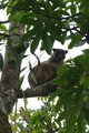 Lumholtz Tree Kangaro