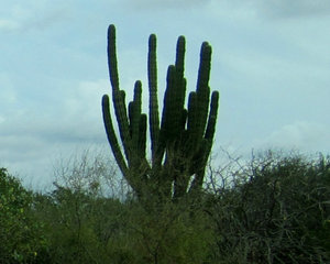 Lots a Cactus Out here, Mon